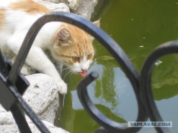 Котовторник!