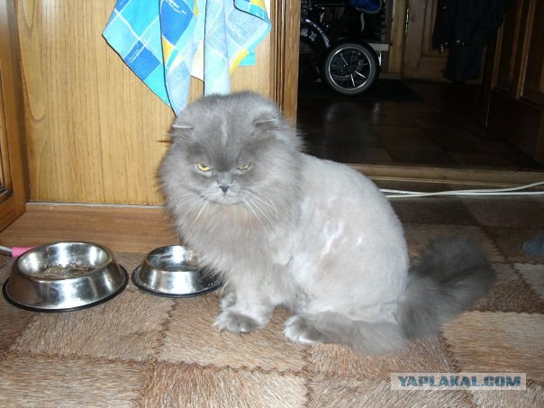 Котовторник 06.12.2011