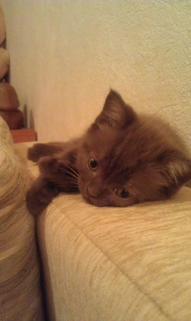 Котовторник 20.12.2011