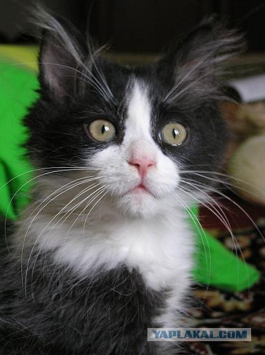 Котовторник (15.05.2012)
