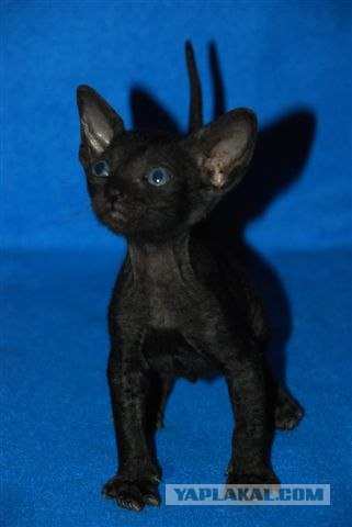 Котонянька и котовторник
