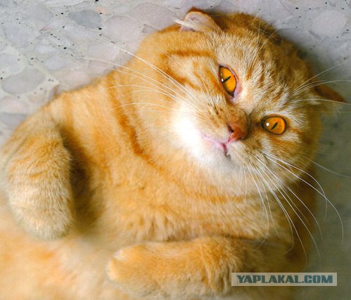 Толстые кошки – лучшие фотомодели на свете!