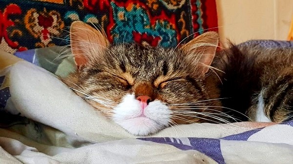 Котовторник от генерала мяу