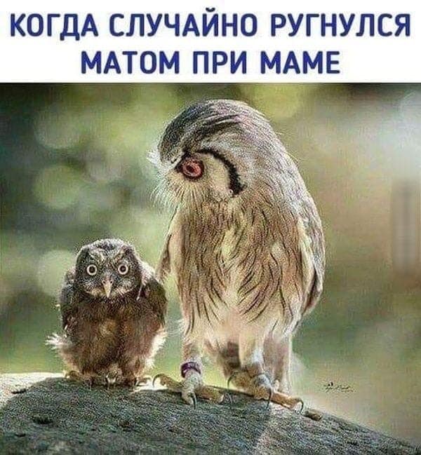 Картинки из рабочего чата 06.04.