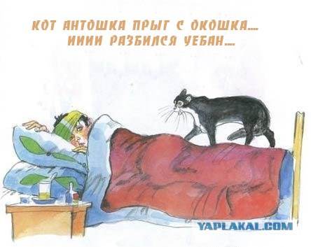 Кот, Антошка и порошок