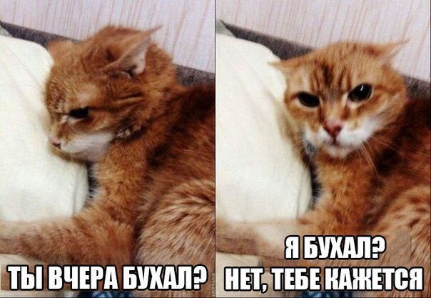 Баянисто-небаянистый юмор 15.11.20