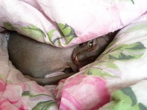 Беда. Кот храпит хуже хозяина