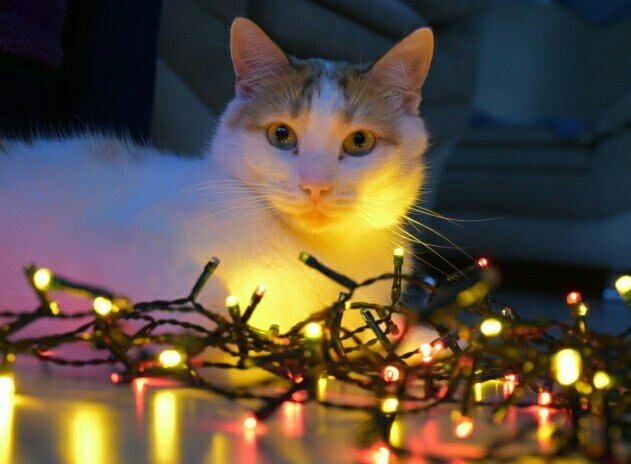 Последний котовторник 2020 года
