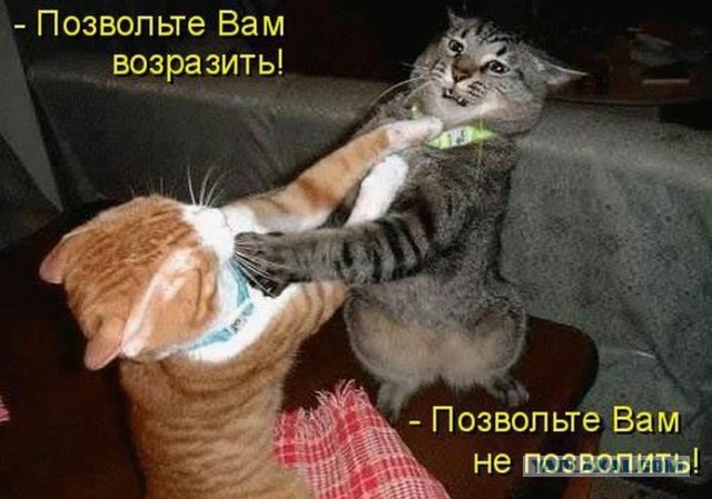 Драка интеллигентов