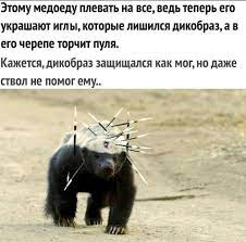 Родиться медоедом - это: