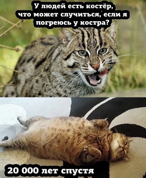Картинки и мемы, всем хороших выходных