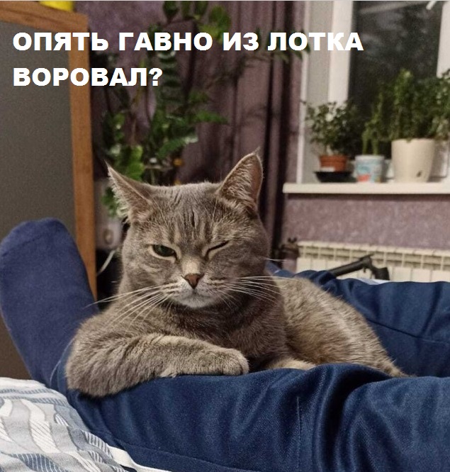 Рыбов неси!