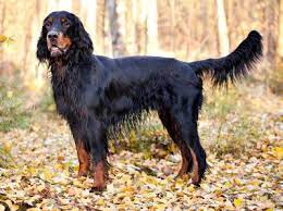 Литературная беседка