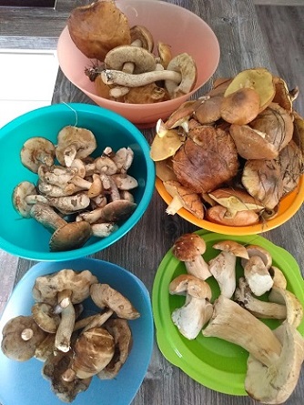 Перекличка грибников