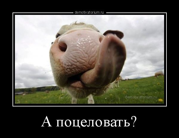 В Таиланде молодой россиянин пытался изнасиловать корову, но она его забодала