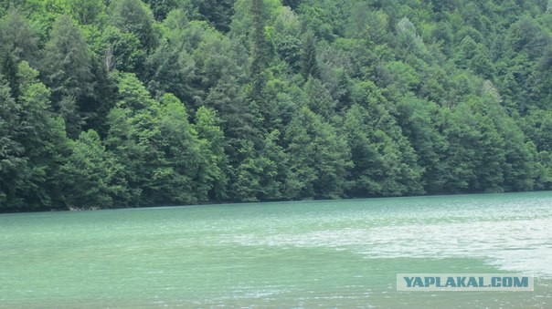 Абхазия (море), Армения (абрикосы)