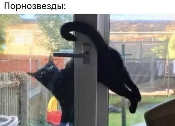 Подборка картинок к котовторнику