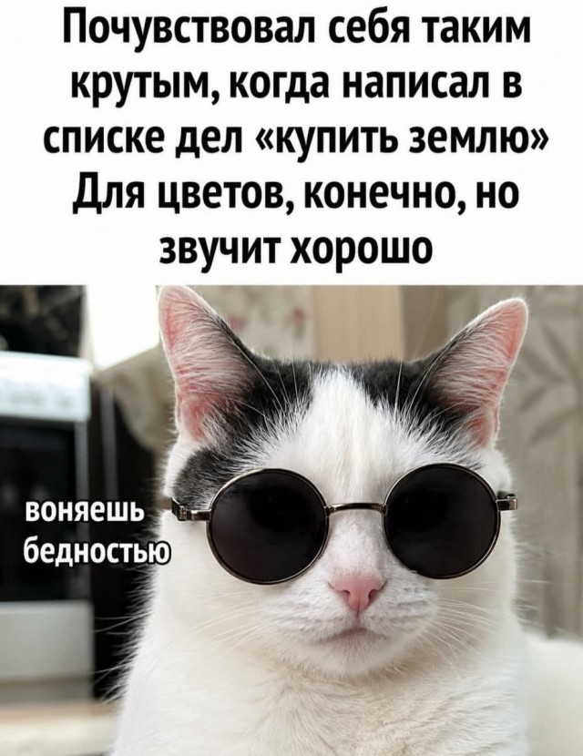 К котовторнику: подборка картинок-баянов с котиками и про котиков. Выпуск 46.