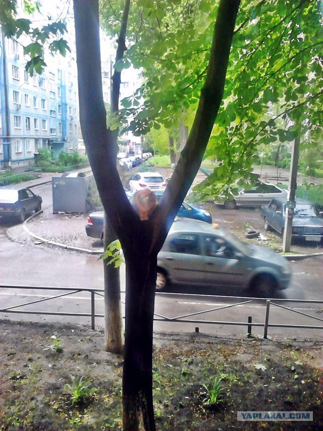 Котовторник 6.05.2014