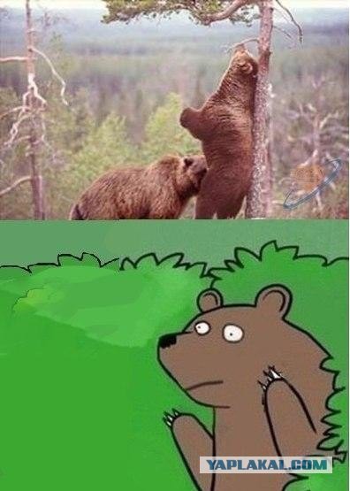 Медведи почти на все случаи жизни