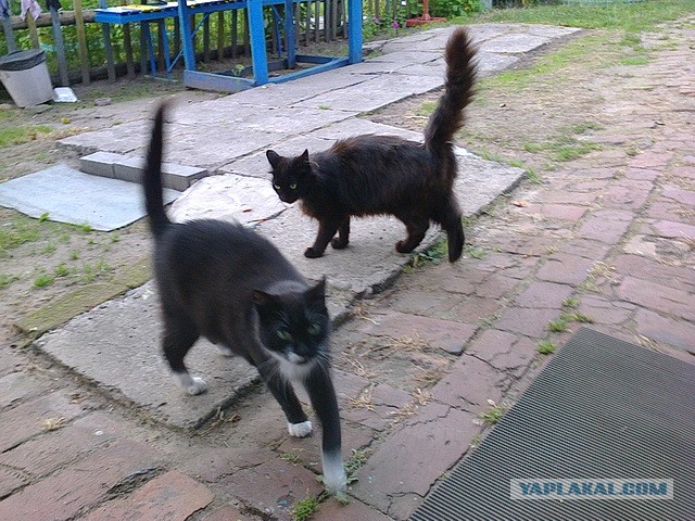 Котовторник 02.09.2014