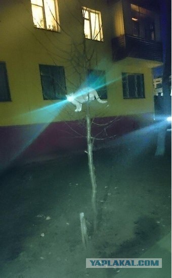 Картинки разные