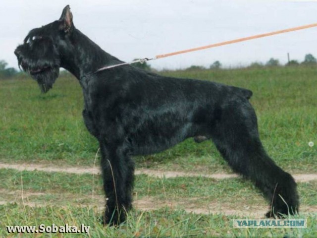 7 самых популярных пород собак в СССР