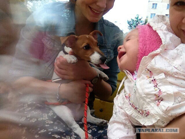 Собакочетверг