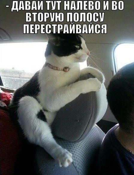 Прикольные картинки