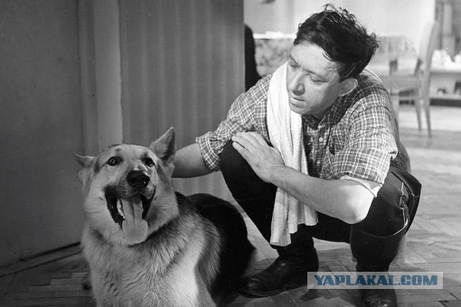 Очень добродушный песик сожрал хозяина