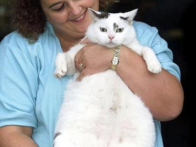 Коты, кошки, котята