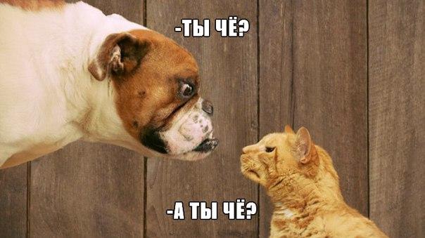 Веселые картинки
