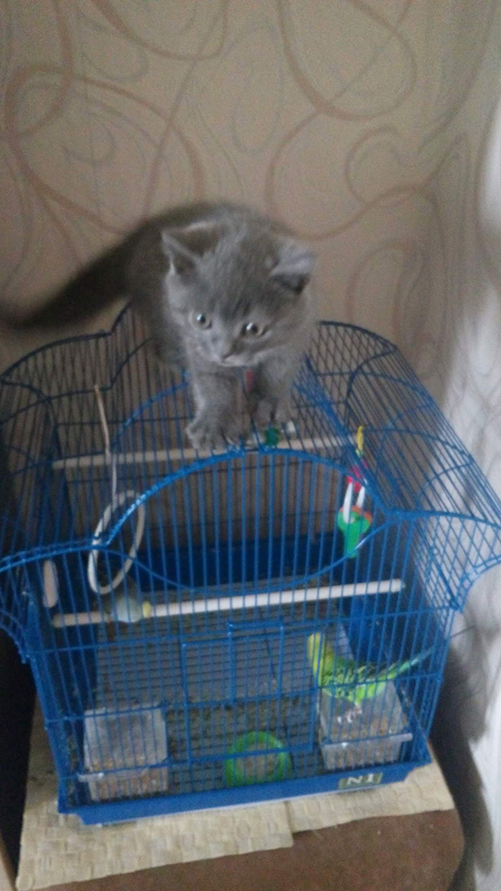 Котовторник  01.03.2016