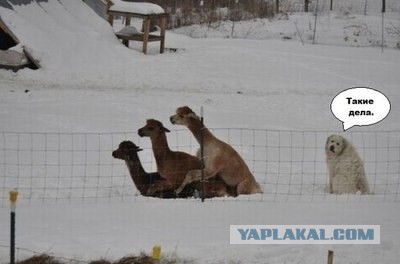 Абсурдный юмор ч.16