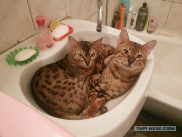 Когда дети гостей хотят потискать твоего кота....