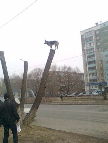 Забавные картинки из Сети