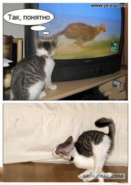 Смешные картинки с надписями