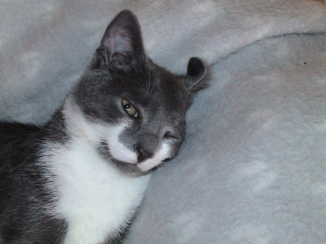 Вторничный котомёт