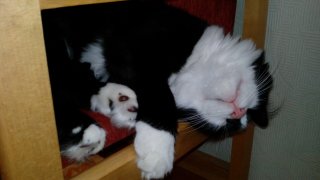Котовторник 31.05.2016