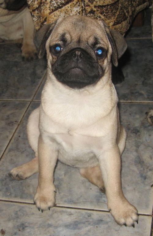 Мопсы - забавная порода собак!