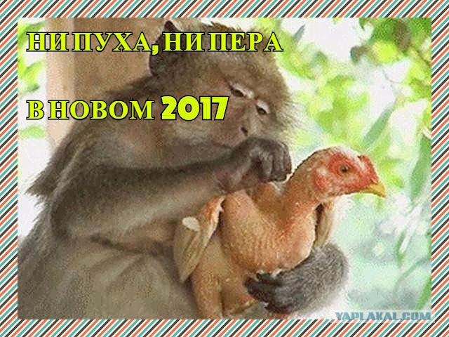 Сбор баянов 2017