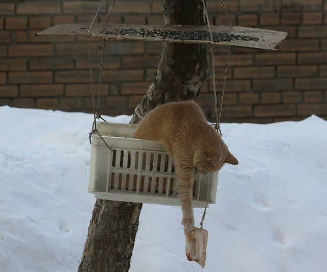 Коты и Кошки