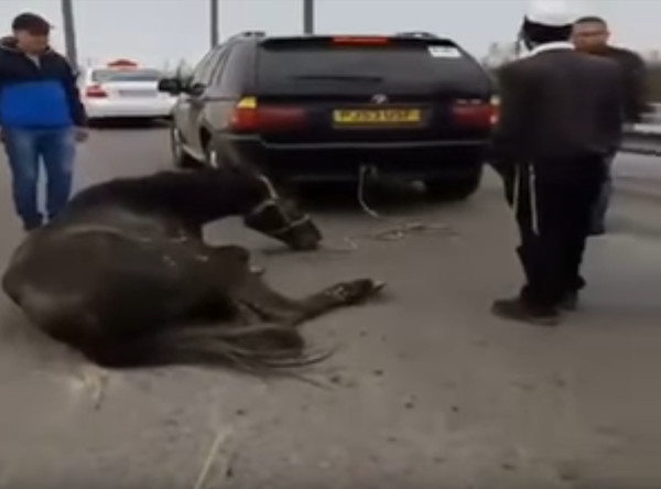 Паломничество хасидов в Умань, от очевидца