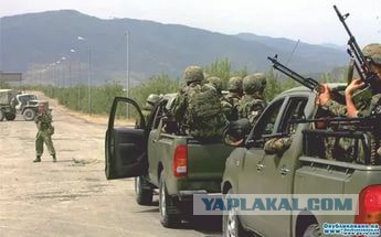 Боевые коты атакуют!