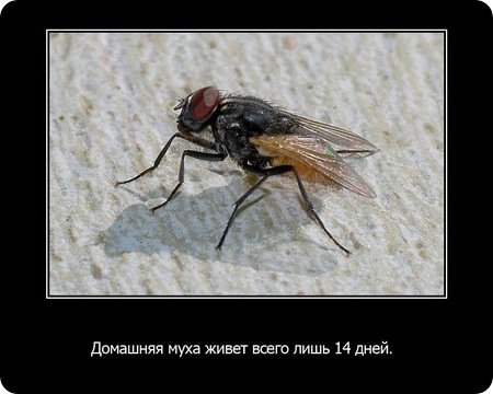 23 интересных факта о животных, которые вас удивят