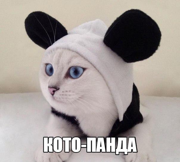 Коты и Кошки
