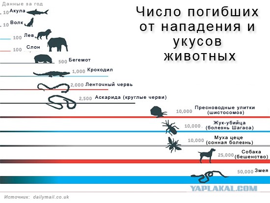 Жительницу Подмосковья ударили шокером из-за пуделя