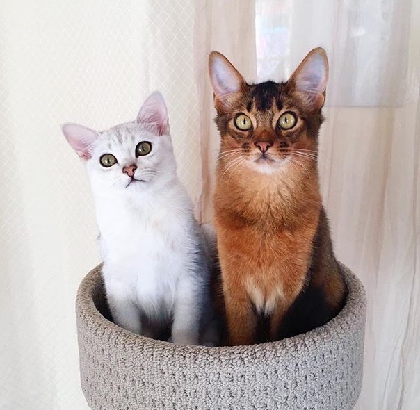 Коты и Кошки