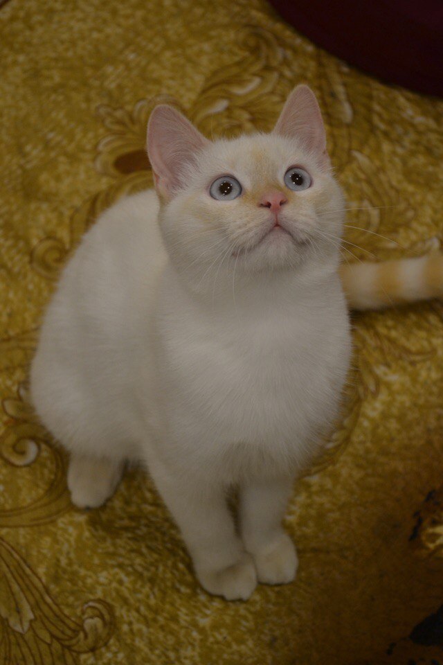 Коты и Кошки