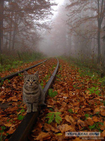 Котовторник 07.11.2017